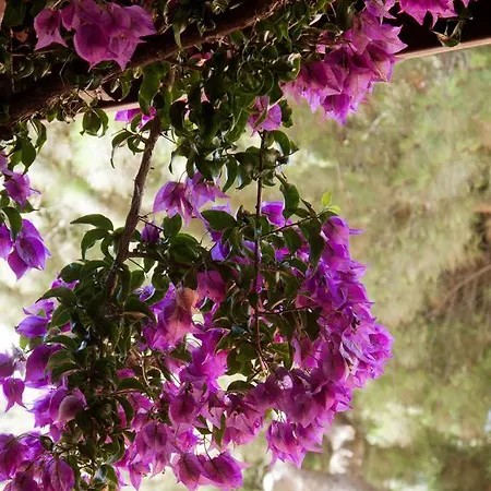 Corallo Отель 3*